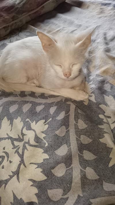 Sale Persian kitten(family shift out of country