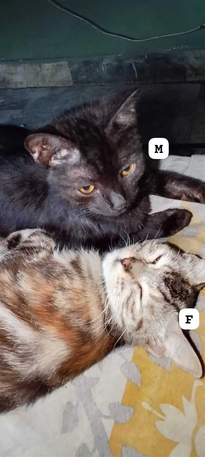 Sale Persian kitten(family shift out of country — photo 2