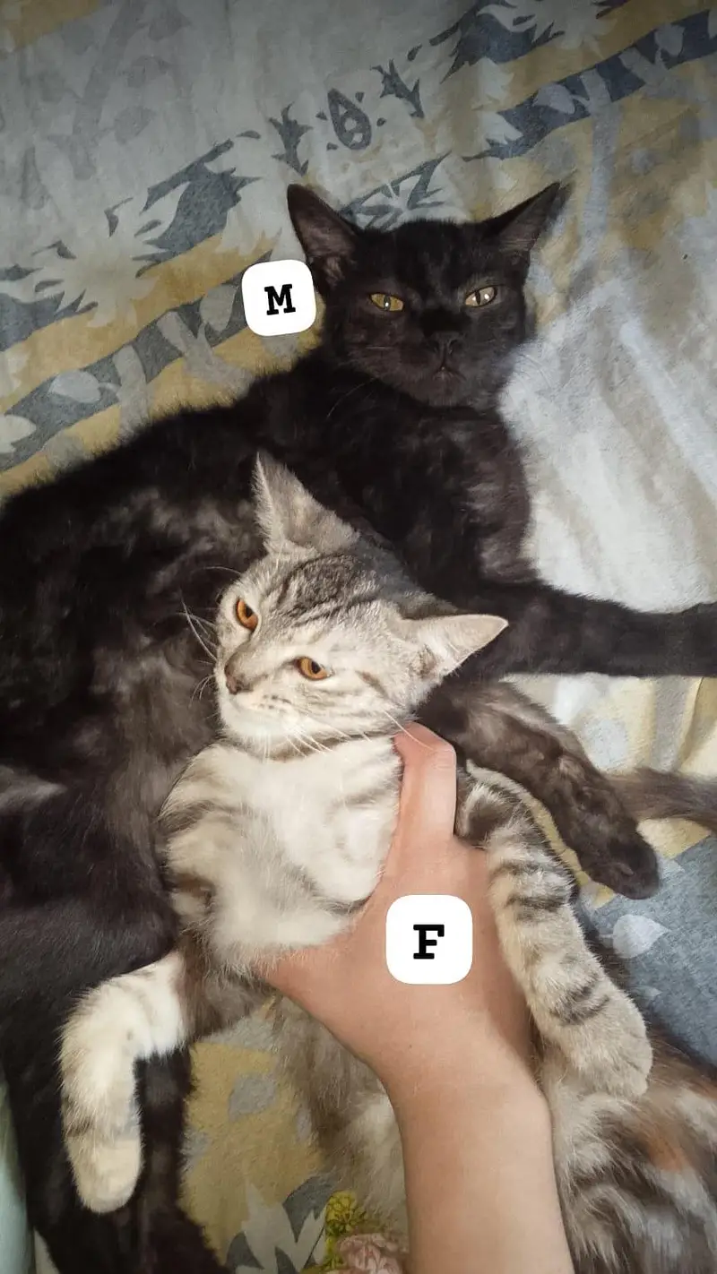 Sale Persian kitten(family shift out of country — photo 3