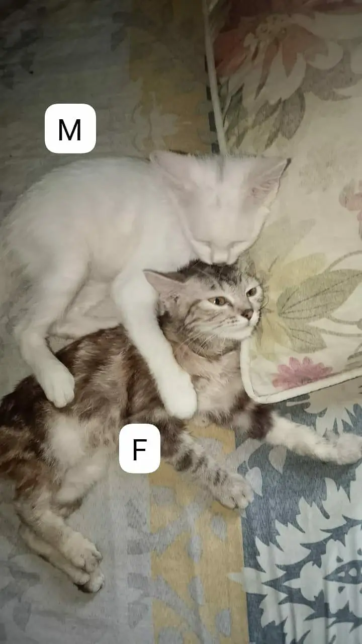 Sale Persian kitten(family shift out of country — photo 4
