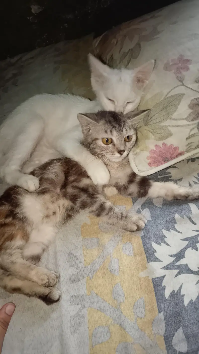 Sale Persian kitten(family shift out of country — photo 5