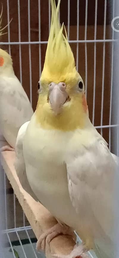 2 Cockatiel Breeding Pairs + 1 Single Whiteface Pied | Lahore  Bas.