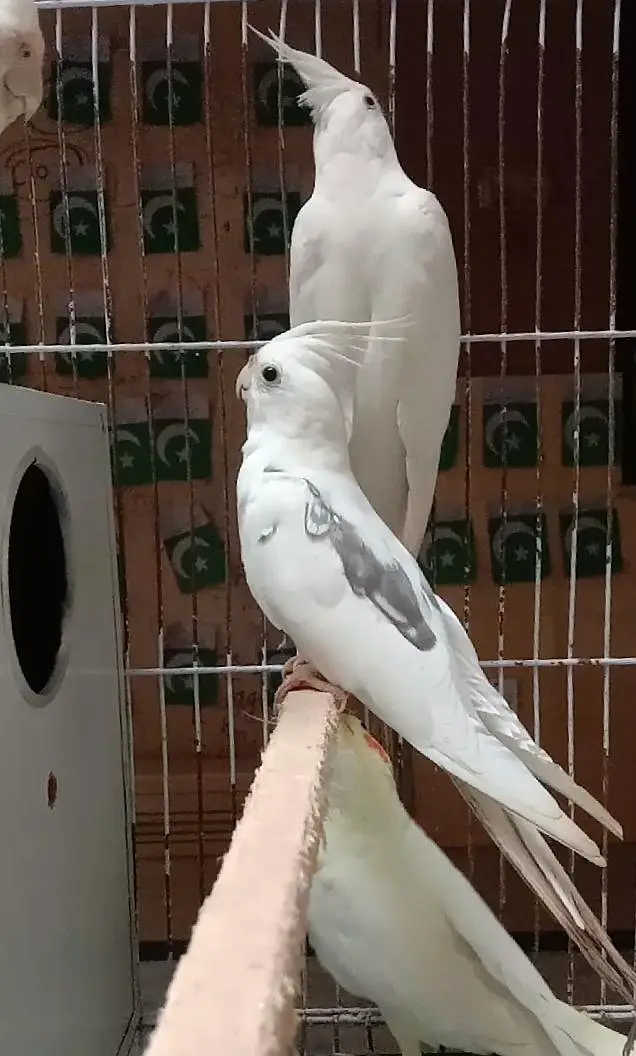 2 Cockatiel Breeding Pairs + 1 Single Whiteface Pied | Lahore  Bas. — photo 2