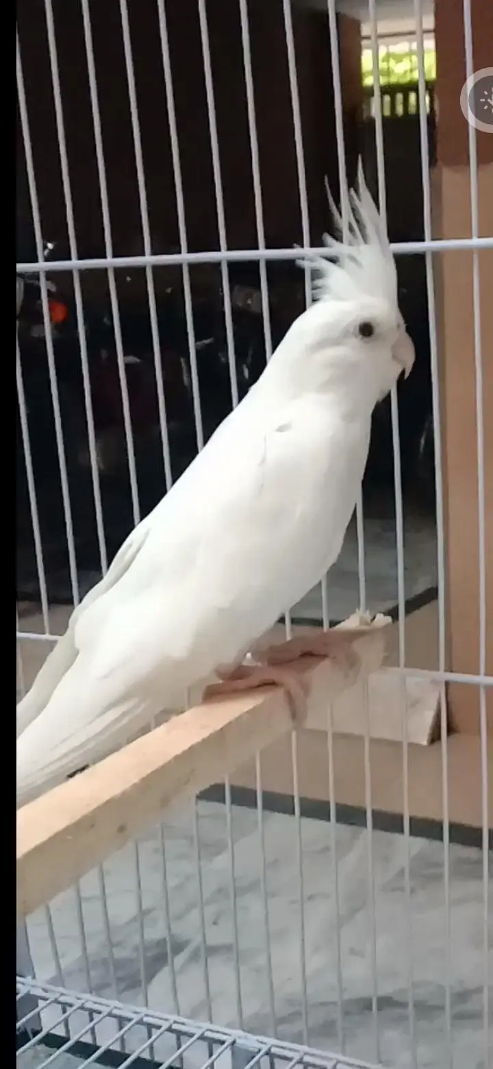 2 Cockatiel Breeding Pairs + 1 Single Whiteface Pied | Lahore  Bas. — photo 3