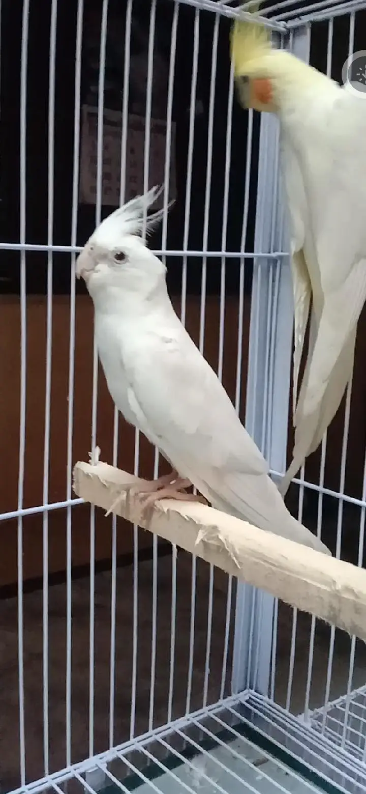 2 Cockatiel Breeding Pairs + 1 Single Whiteface Pied | Lahore  Bas. — photo 4