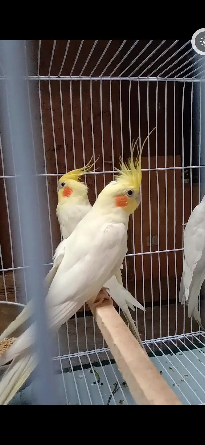 2 Cockatiel Breeding Pairs + 1 Single Whiteface Pied | Lahore  Bas. — photo 5