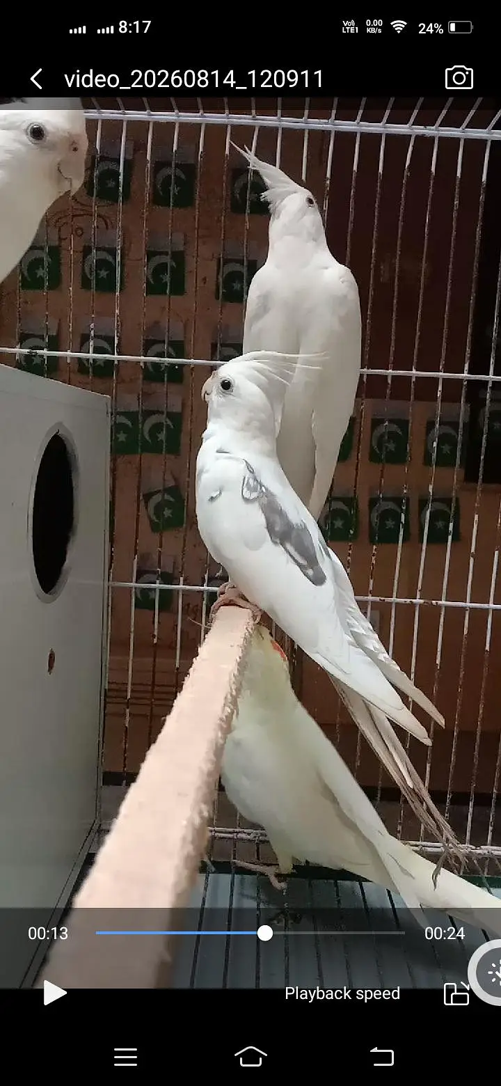 2 Cockatiel Breeding Pairs + 1 Single Whiteface Pied | Lahore  Bas. — photo 6