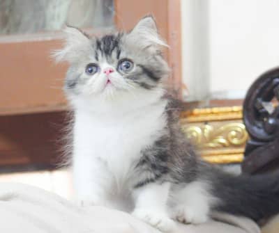 Mac tabby Black white female