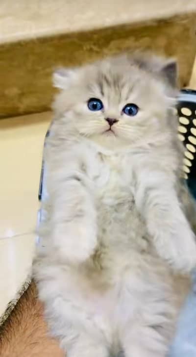 pure Persian cats vaccinated and healthy active WhatsApp/0344/6895398/