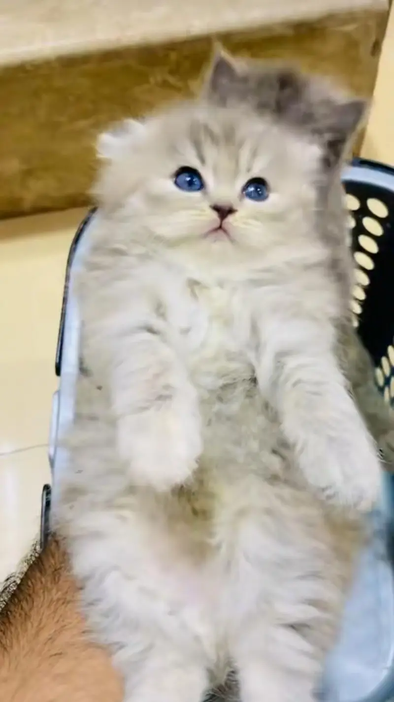 pure Persian cats vaccinated and healthy active WhatsApp/0344/6895398/ — photo 2