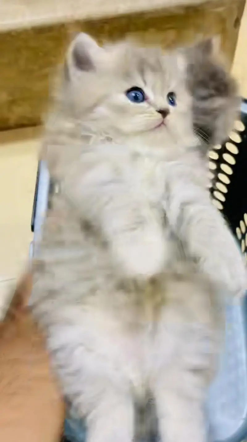 pure Persian cats vaccinated and healthy active WhatsApp/0344/6895398/ — photo 3