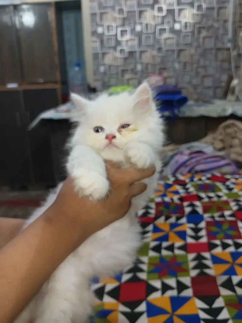 ghr k paly hiwy — photo 2