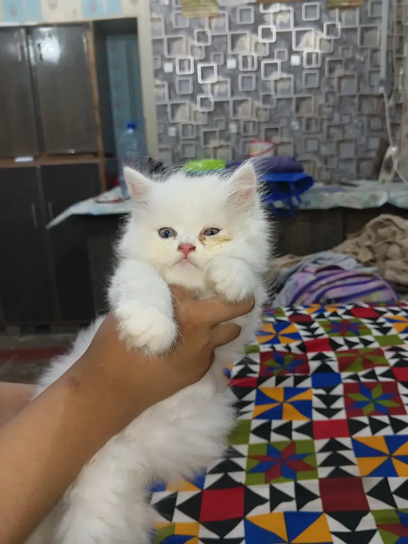 ghr k paly hiwy — photo 3