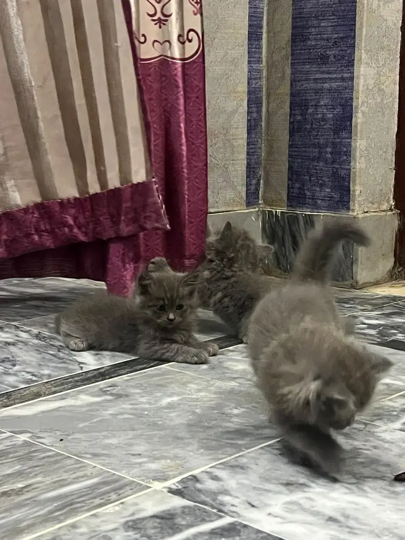 cat baby kitten — photo 4
