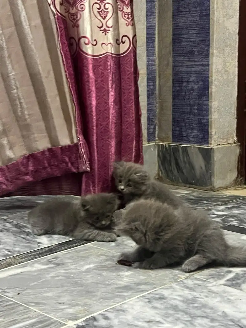 cat baby kitten — photo 5