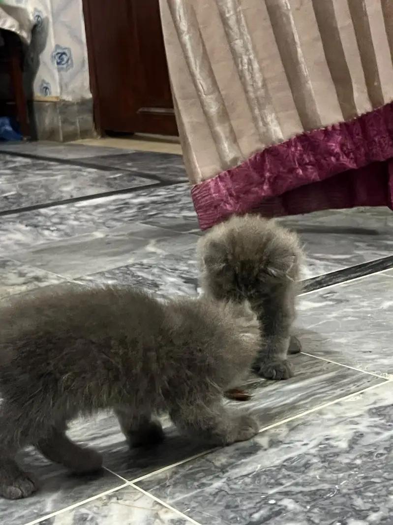 cat baby kitten — photo 6