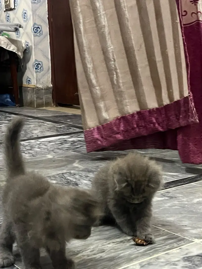 cat baby kitten — photo 7