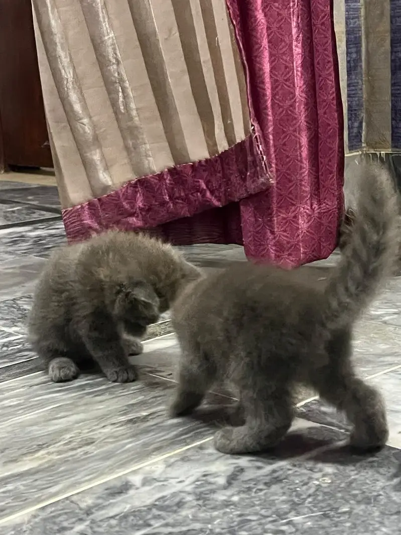cat baby kitten — photo 8