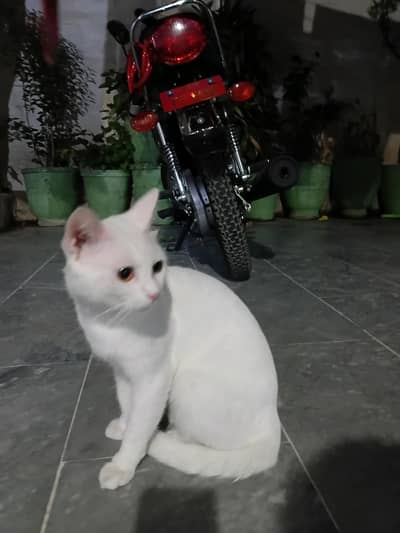 Persian white cat