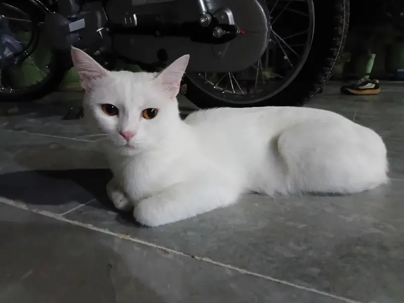 Persian white cat — photo 2