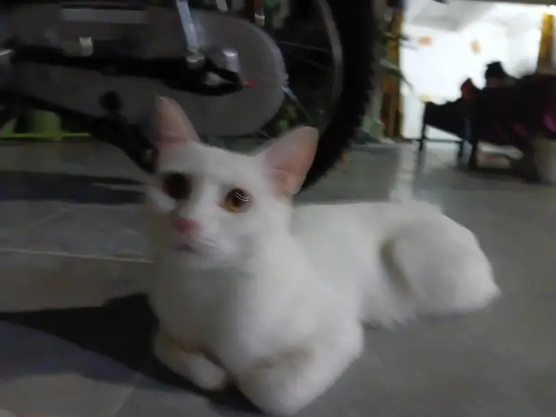 Persian white cat — photo 3