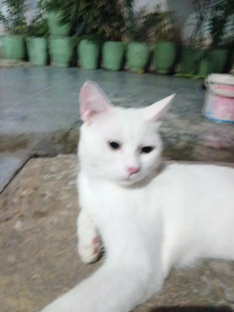 Persian white cat — photo 4