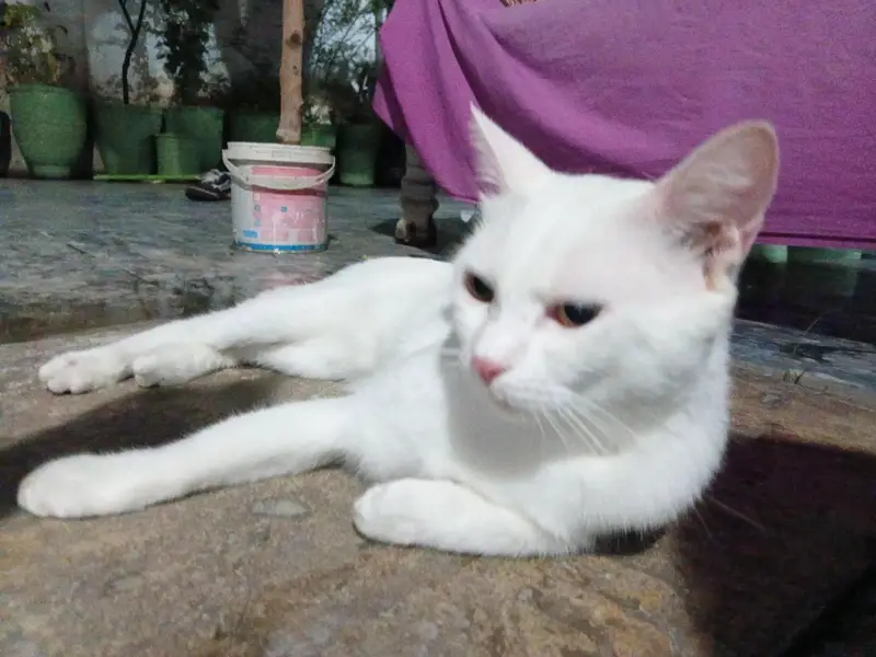Persian white cat — photo 5