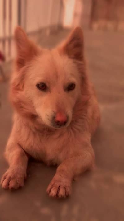 Great dog