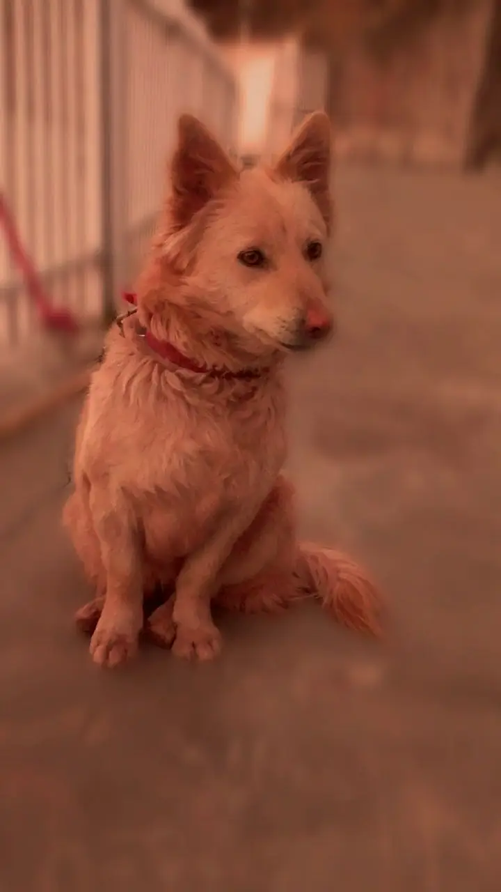 Great dog — photo 2