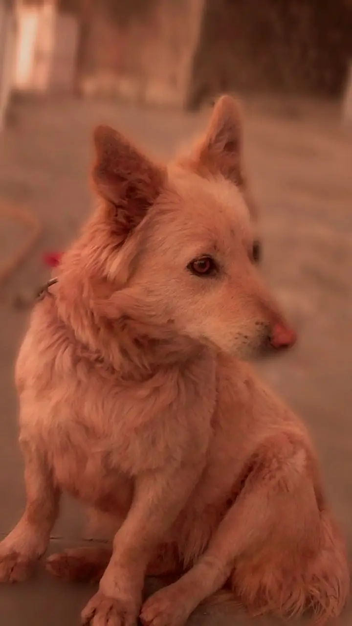 Great dog — photo 3