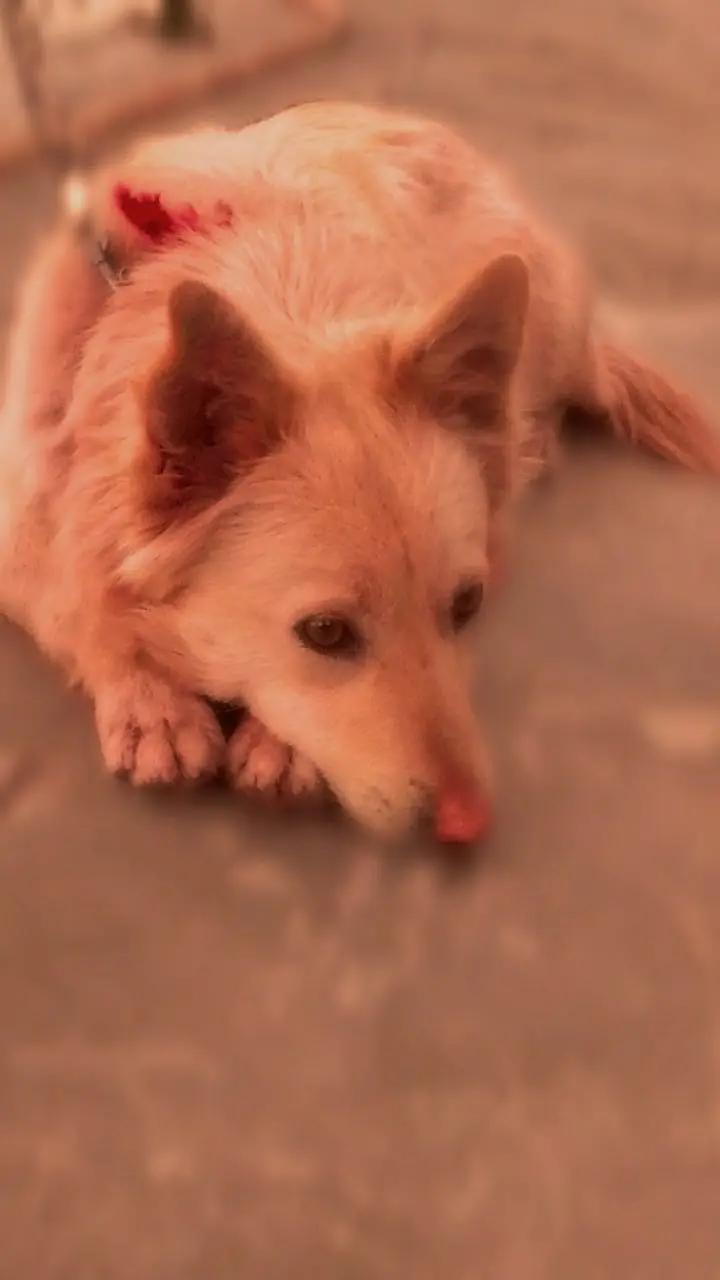 Great dog — photo 4