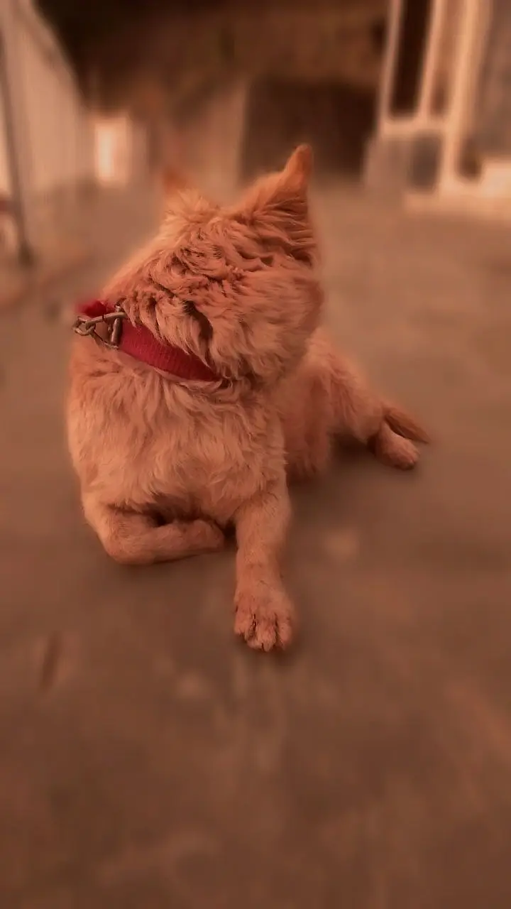 Great dog — photo 5