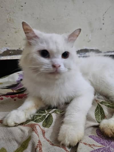 persion angora turkish cat available for sale
