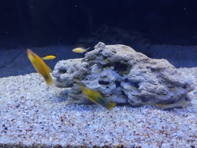 fish aquarium with all accessories