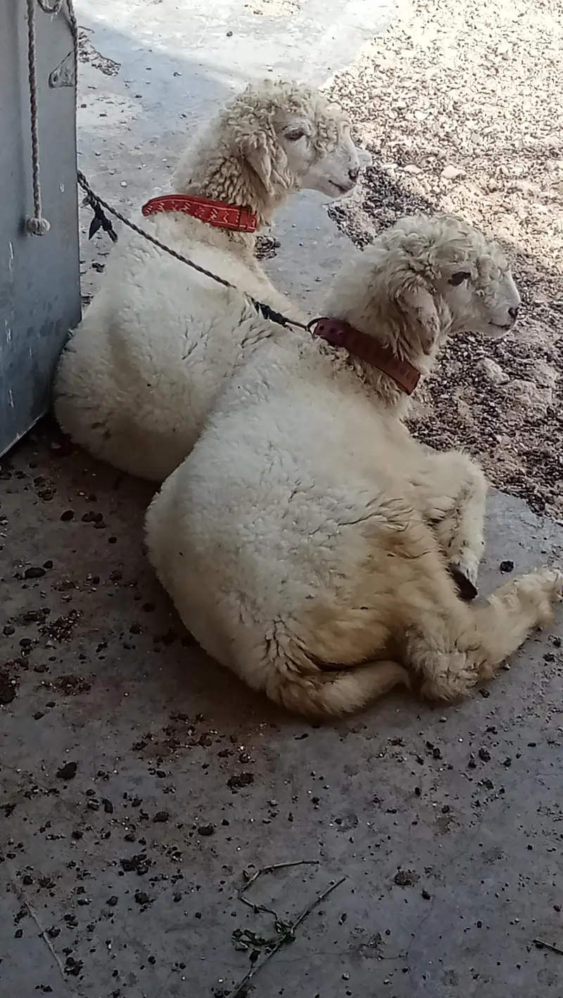 mundray dumbay jori male age 3.5 month — photo 9