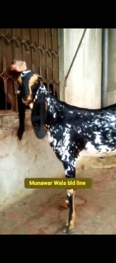 Bakri with Male baby 4 months For Sale