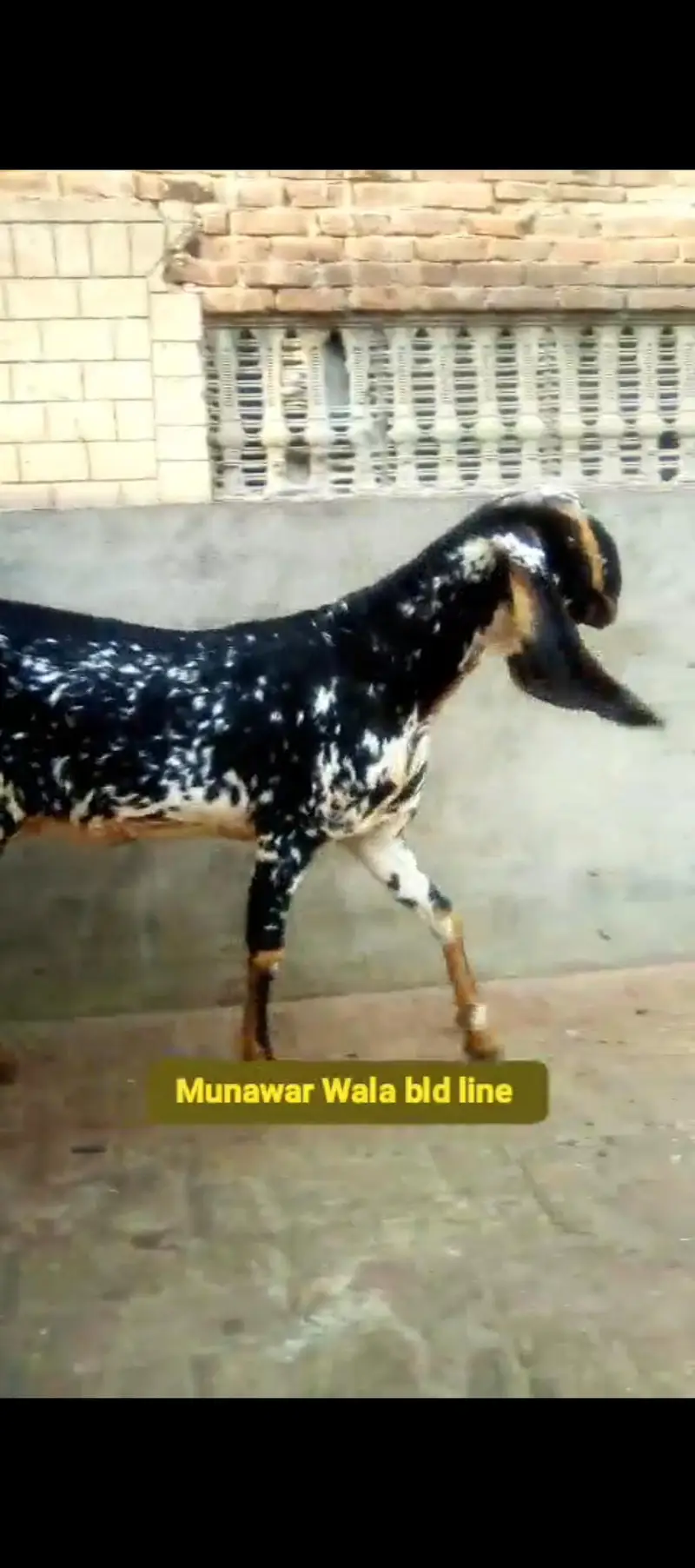 Bakri with Male baby 4 months For Sale — photo 2
