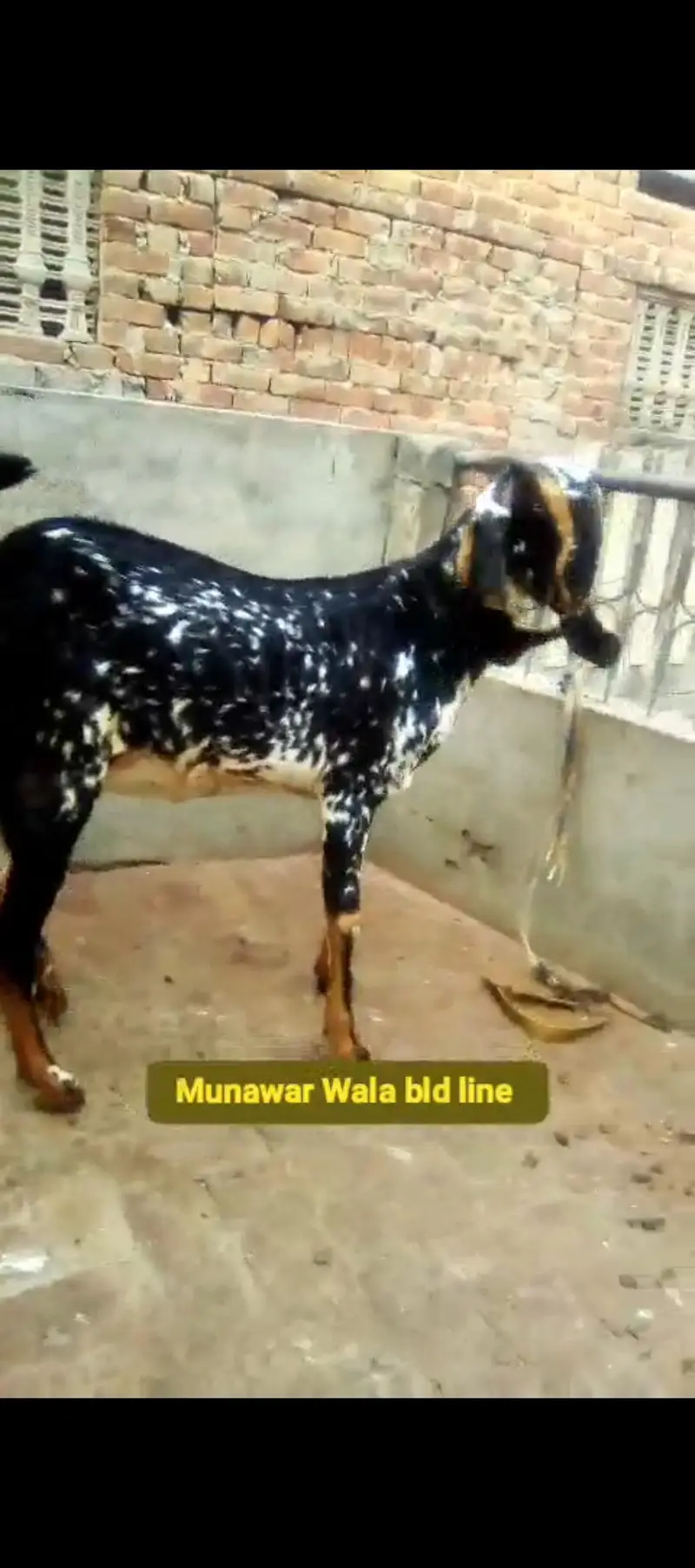 Bakri with Male baby 4 months For Sale — photo 3