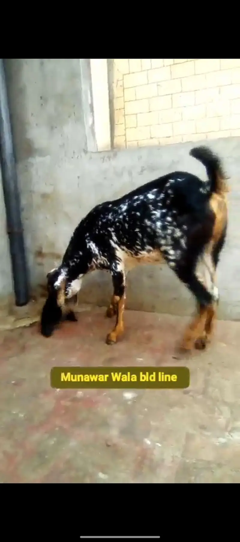 Bakri with Male baby 4 months For Sale — photo 4