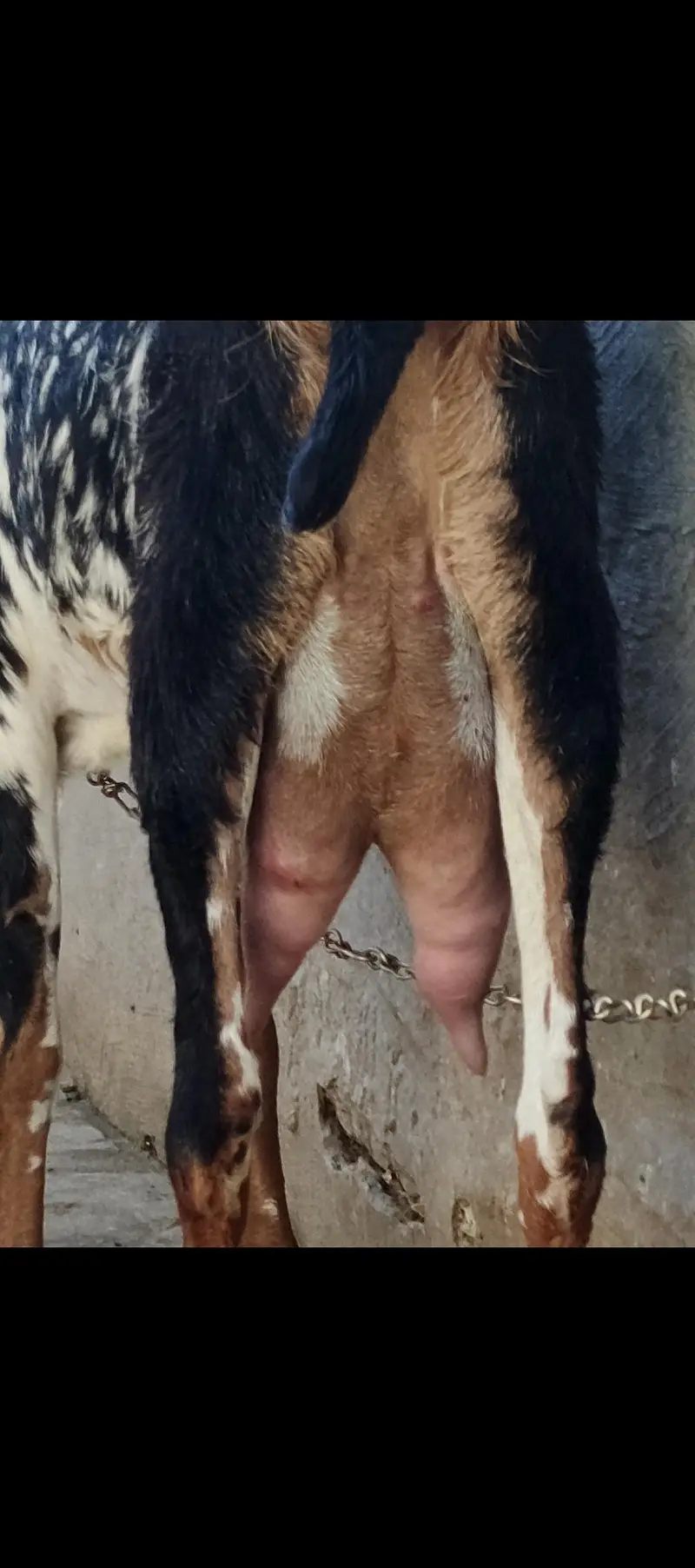 Bakri with Male baby 4 months For Sale — photo 5