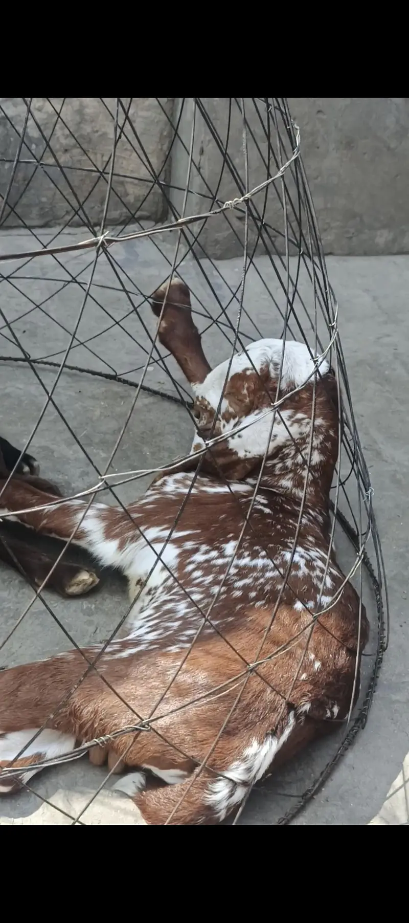 Bakri with Male baby 4 months For Sale — photo 6