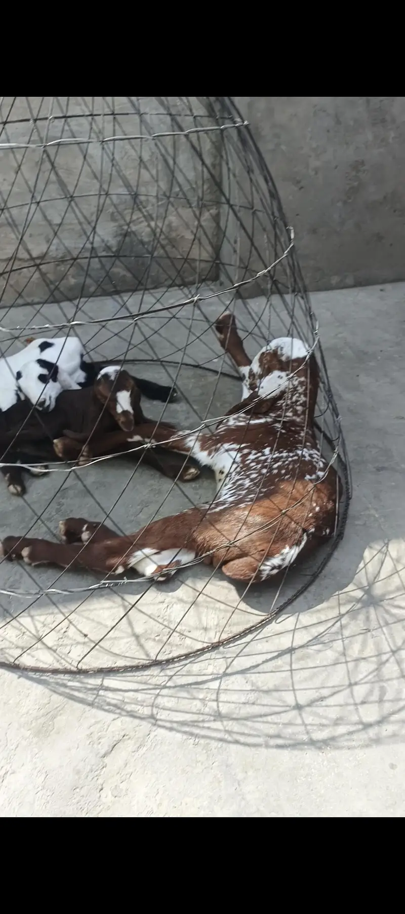 Bakri with Male baby 4 months For Sale — photo 7