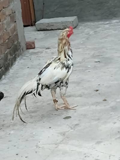 aseel mianwali jis bhai ko chaheya wo rabta kary