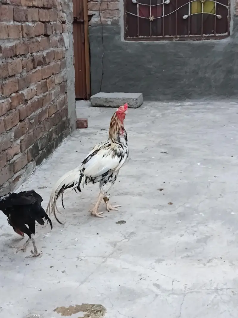 aseel mianwali jis bhai ko chaheya wo rabta kary — photo 2