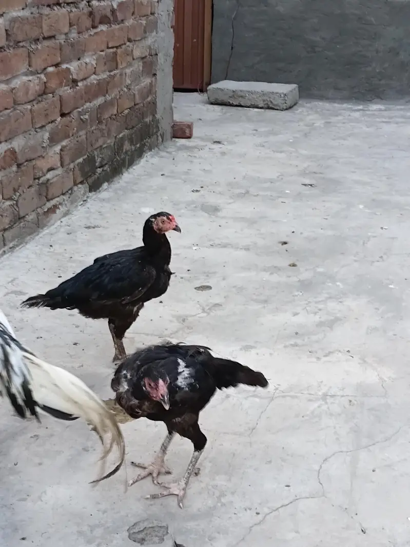 aseel mianwali jis bhai ko chaheya wo rabta kary — photo 3