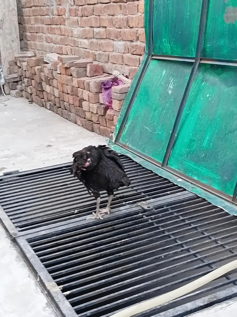 aseel mianwali jis bhai ko chaheya wo rabta kary — photo 4
