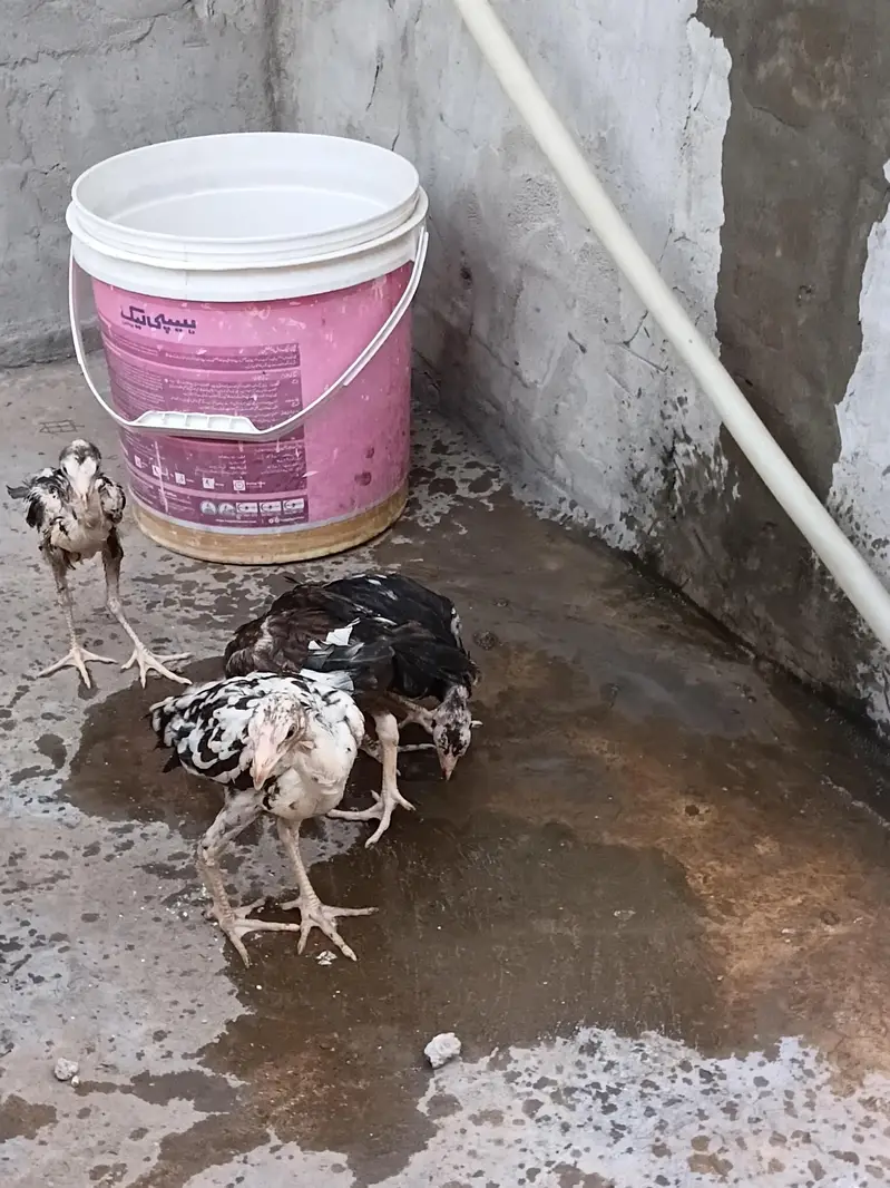 aseel mianwali jis bhai ko chaheya wo rabta kary — photo 5