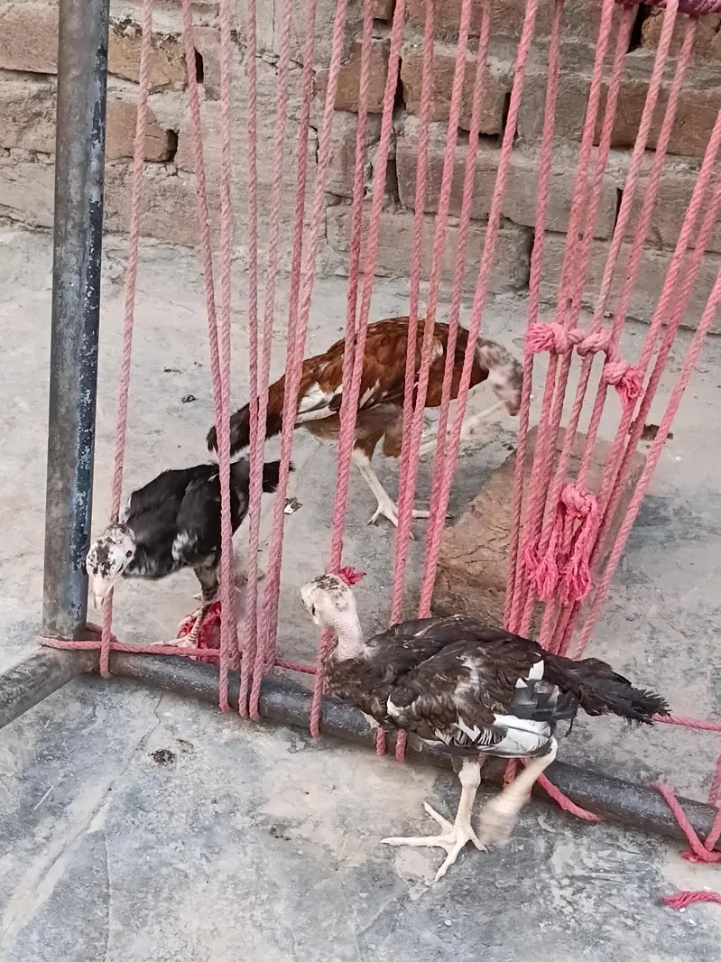 aseel mianwali jis bhai ko chaheya wo rabta kary — photo 7