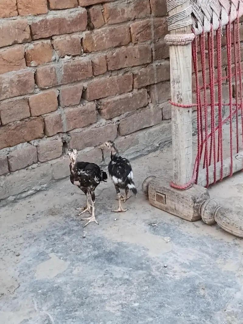 aseel mianwali jis bhai ko chaheya wo rabta kary — photo 8