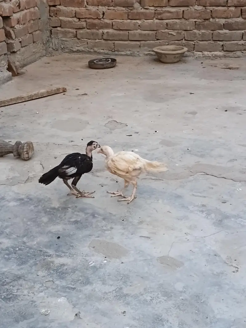 aseel mianwali jis bhai ko chaheya wo rabta kary — photo 9